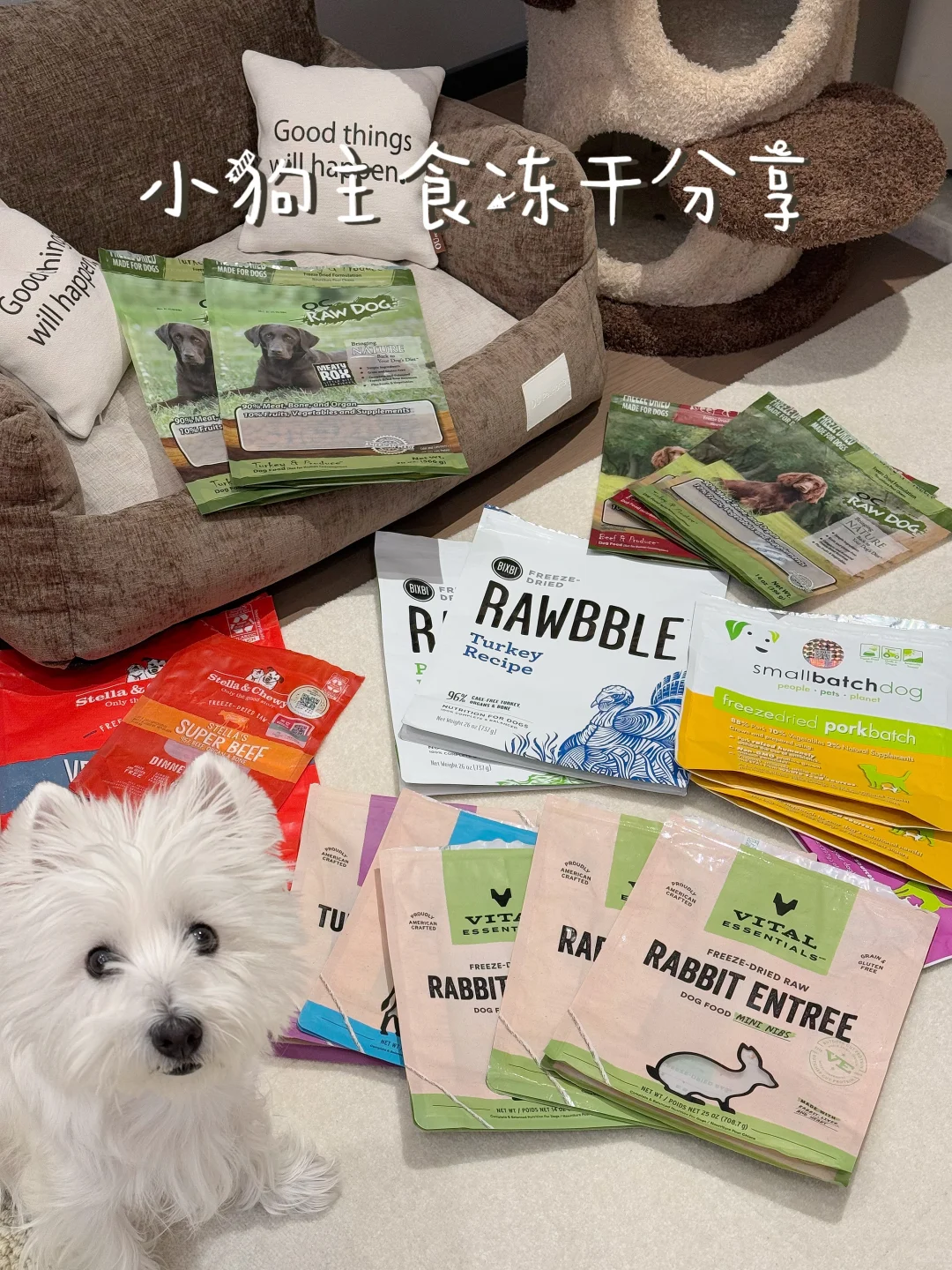 小型犬主食冻干喂养指南📝西高地