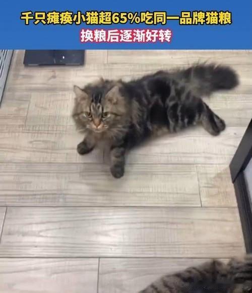 近期多地出现大量猫咪不明原因后肢瘫痪的案例，有互助群统计超65%的患病猫咪长期食