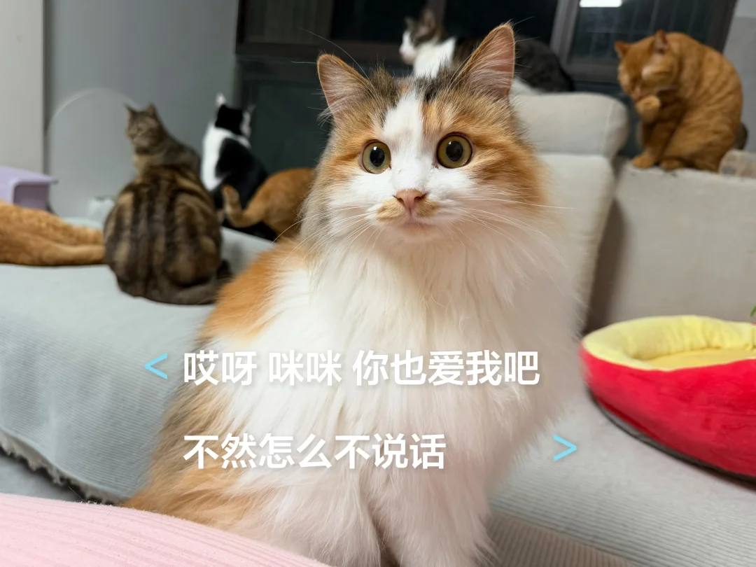 哎呀 咪咪 你也爱我吧 不然怎么不说话