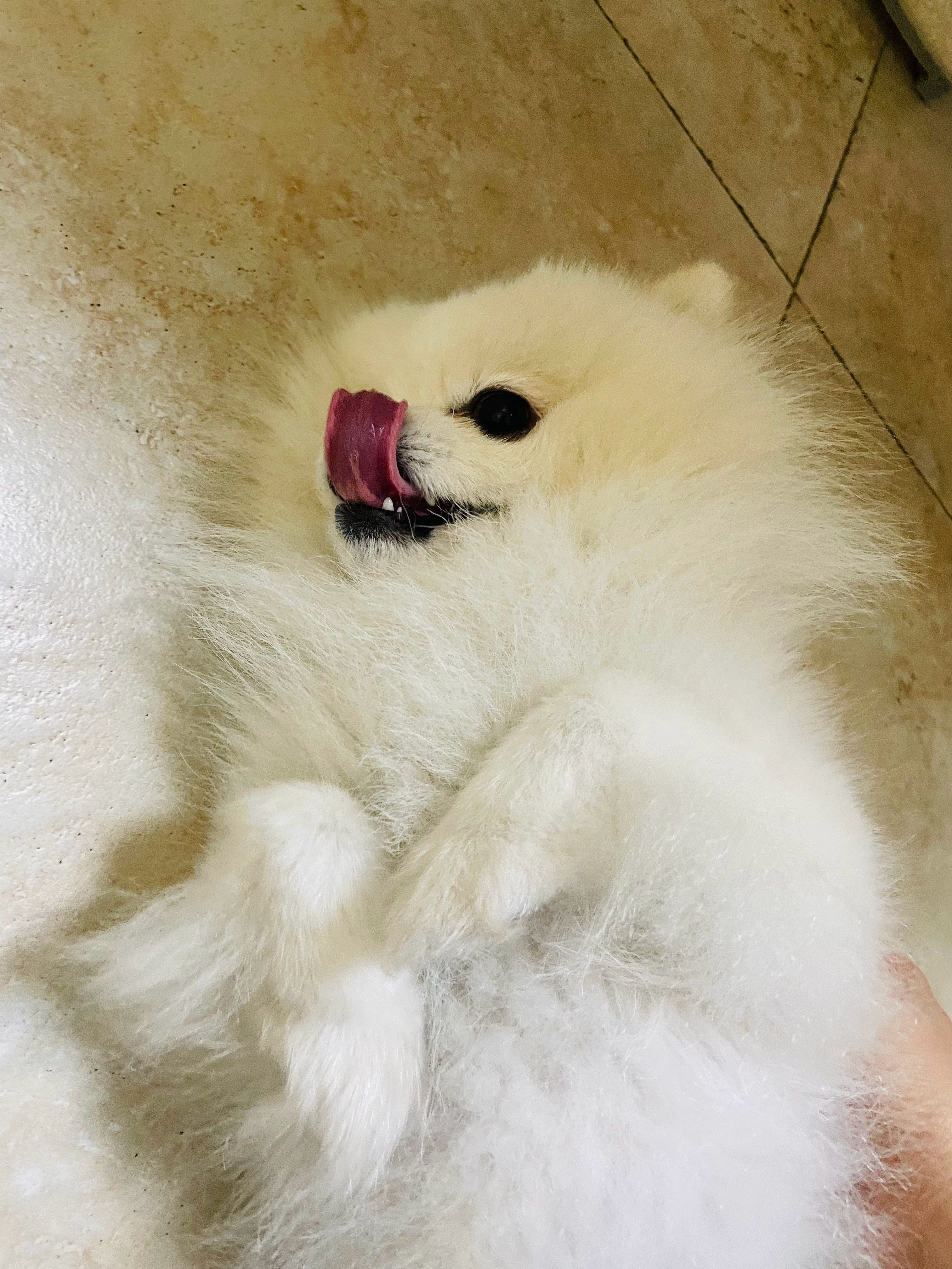 没有比格rua 但是我有博美呀 rua它就躺着了 可享受😎 