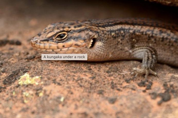 澳大利亚最稀有的爬行动物"之一——Kungaka在澳大利亚新南威尔士州远西北的干