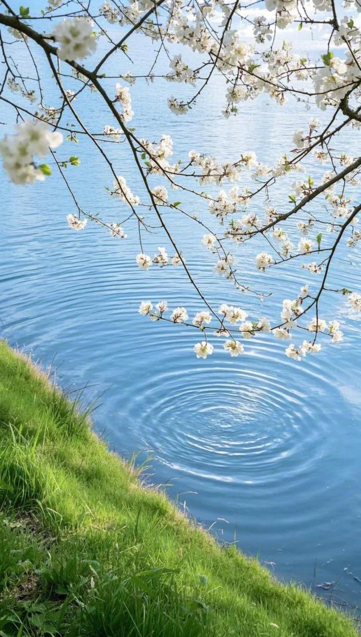 枯木逢春 万物复苏