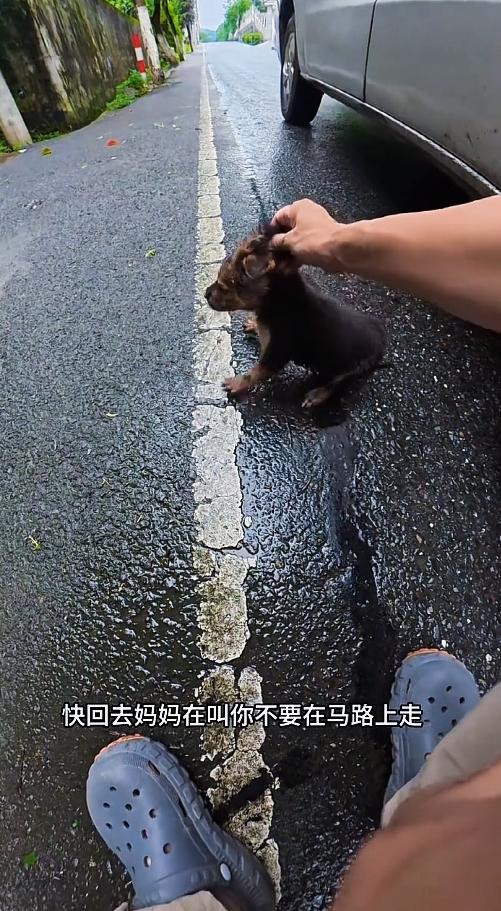 路边奇遇！马路救下迷路小德牧，乖巧模样惹人怜惜
 
开车途中偶遇一只幼犬从车底钻