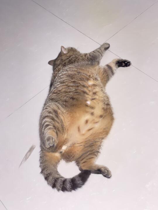 右滑看小猫咪站起来