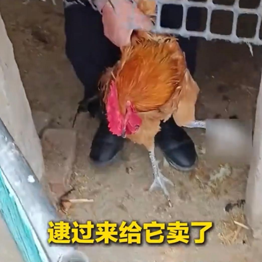 安徽宿州的一个养鸡场老板抓住了一只公鸡准备交货，刚把鸡提起来，公鸡就立刻闭上眼睛
