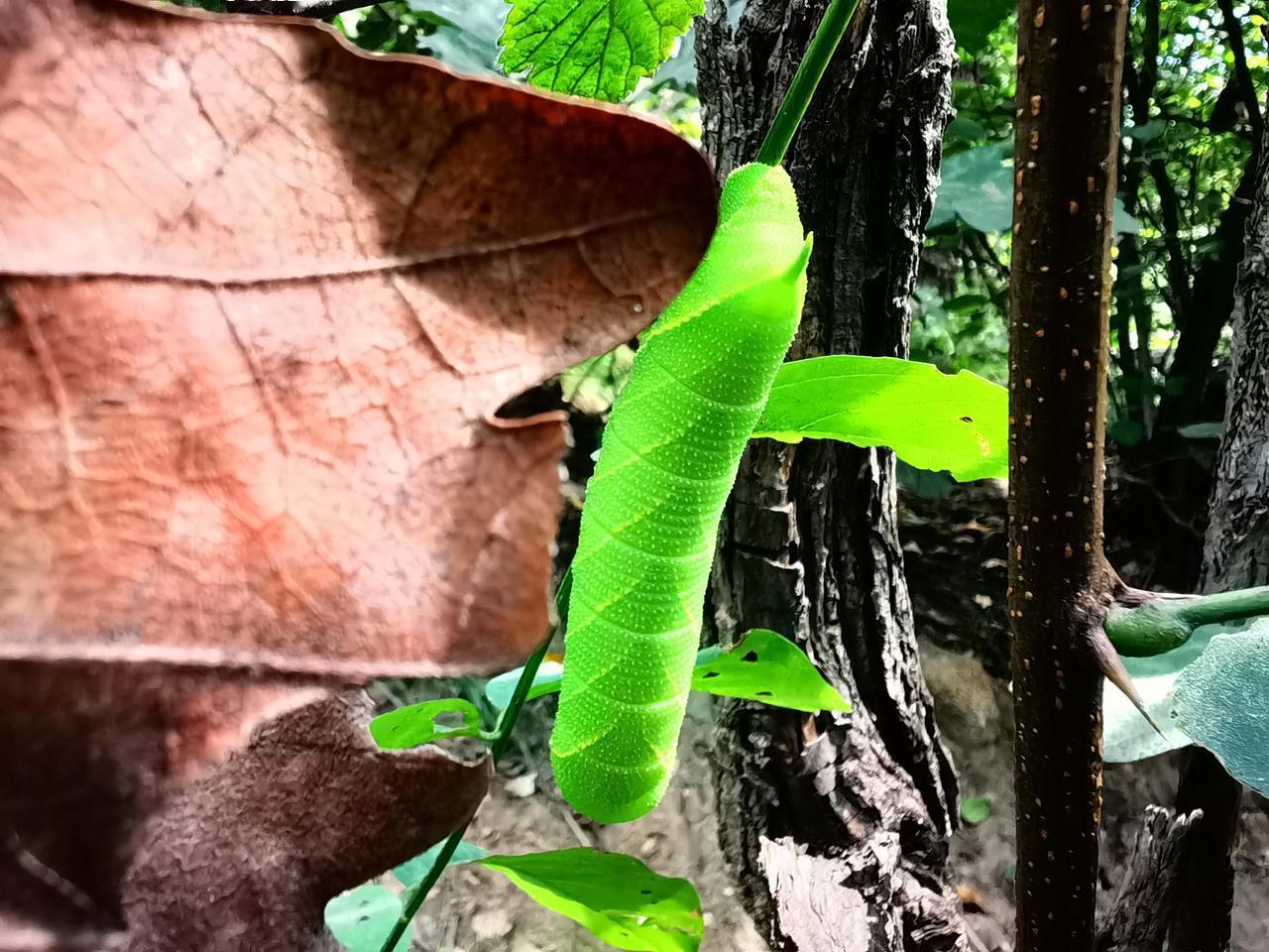 远看，以为是一片卷起来的叶子。近看，原是一只胖胖的虫子。
它伪装的很好，一动不动