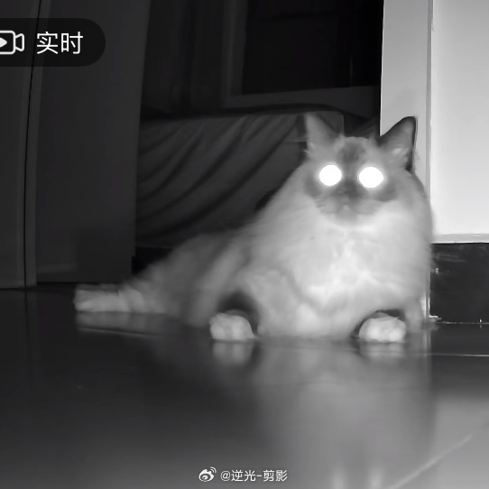 咪就这样盯着门口等动静