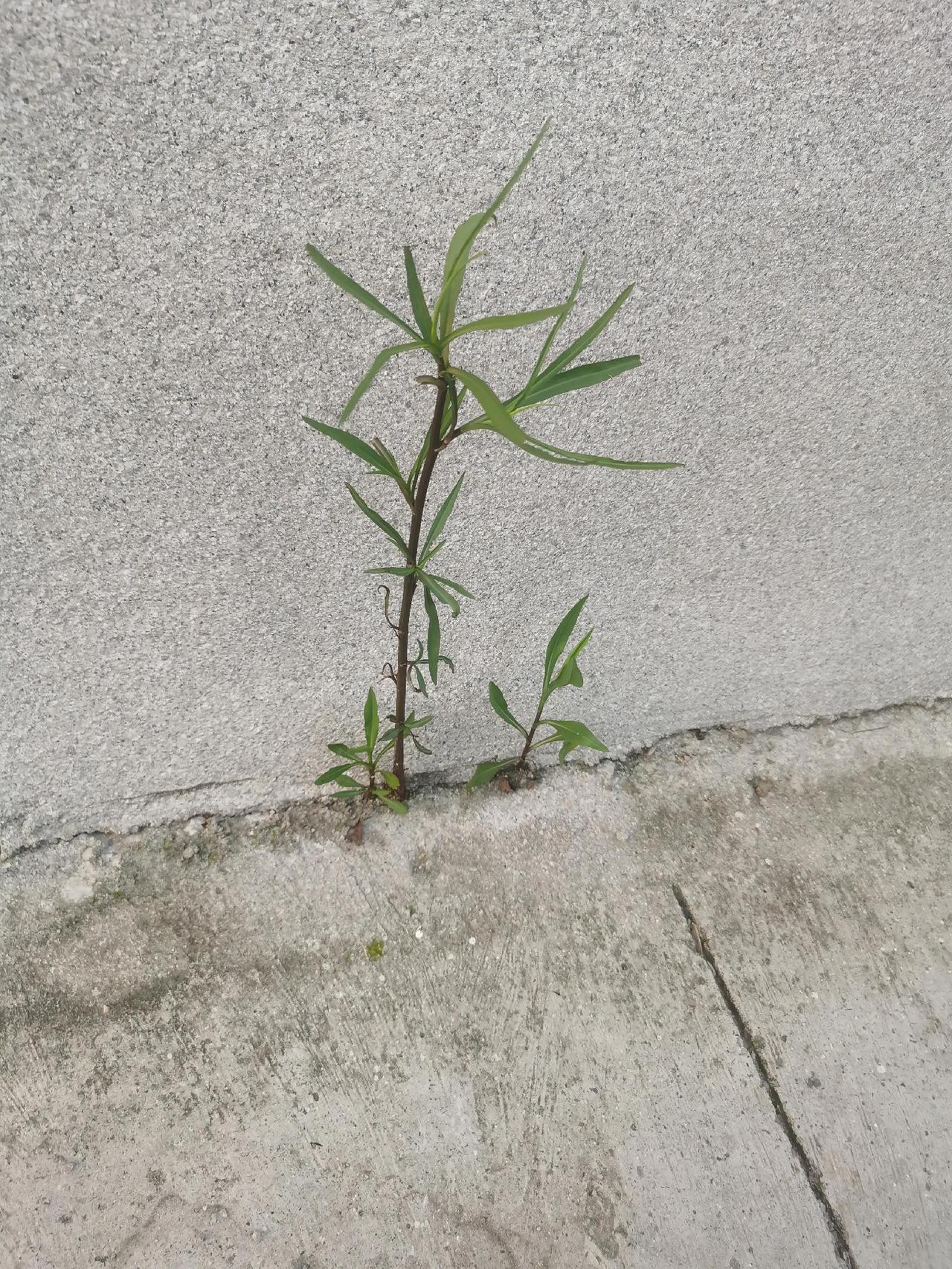我们作为人太脆弱了，若像小草一样，哪怕只一点点缝隙，就会破土而出，风吹雨打，我任