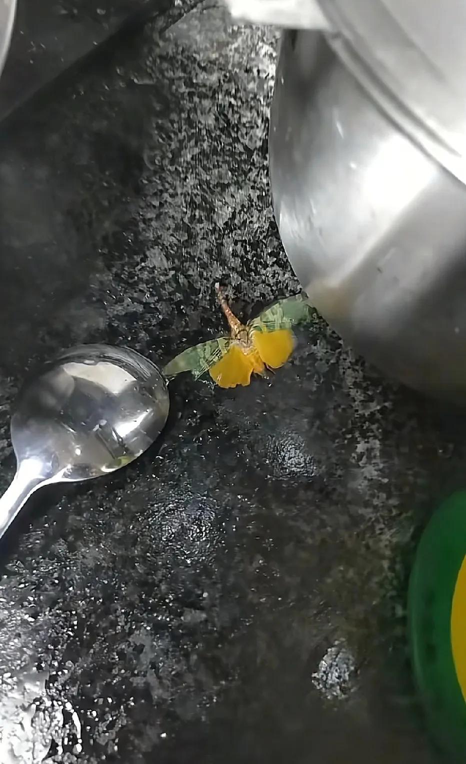 这玩意儿在你们那能吃？龙眼鸡，小时候经常看它们趴在树上，只记得吸过鼻子[尬笑]，