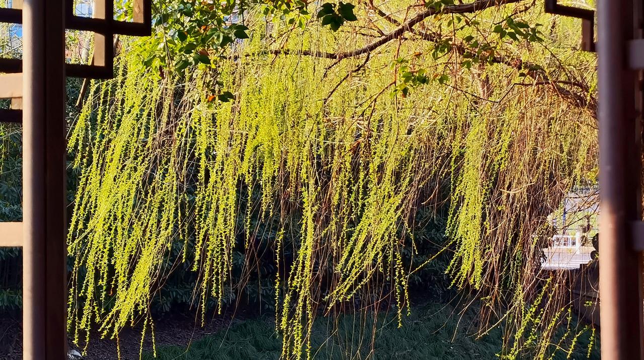 七律·咏新柳
东风暗染柳芽新，
绿线初摇拂旧尘。
浅碧裁成烟一缕，
柔条暖启景三