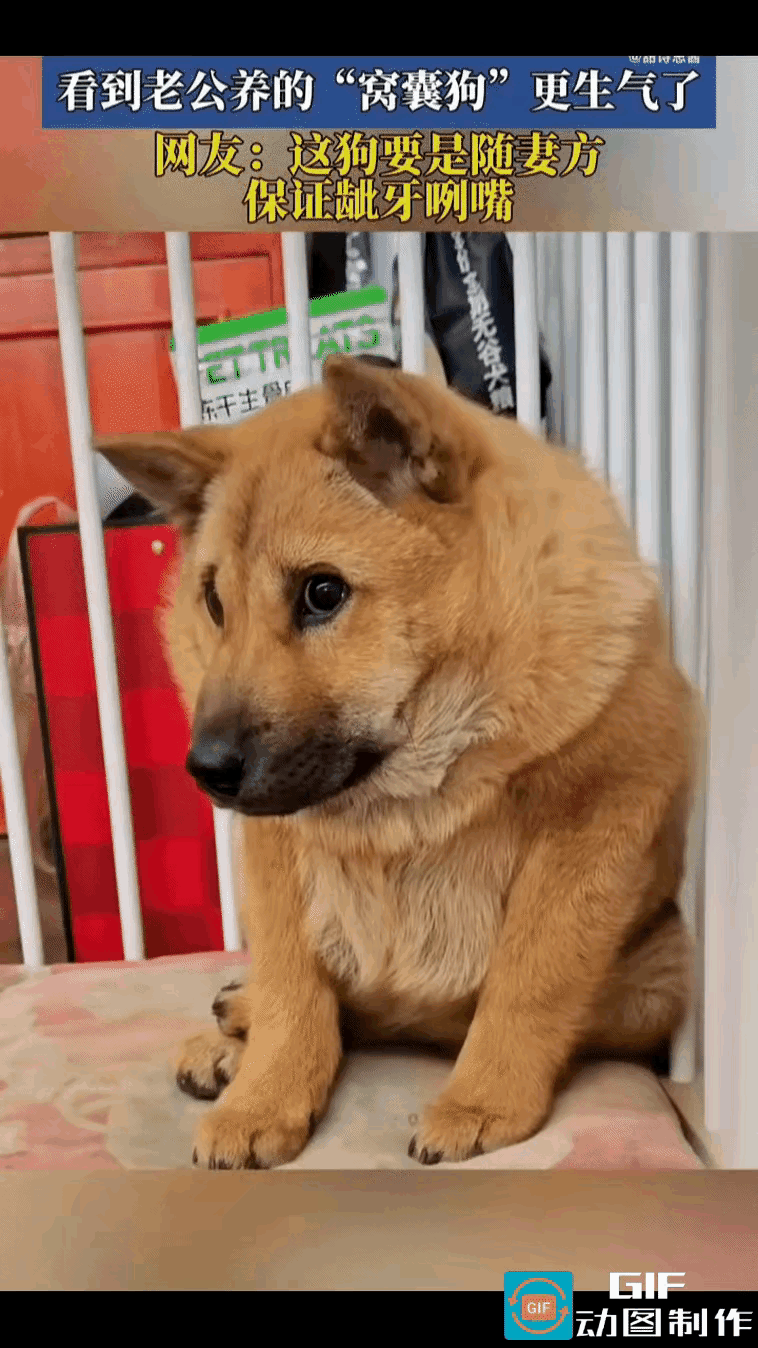 女子跟老公吵架后，看到老公养的狗狗，正怯怯地望着自己。女子气不打一处来，指着狗狗