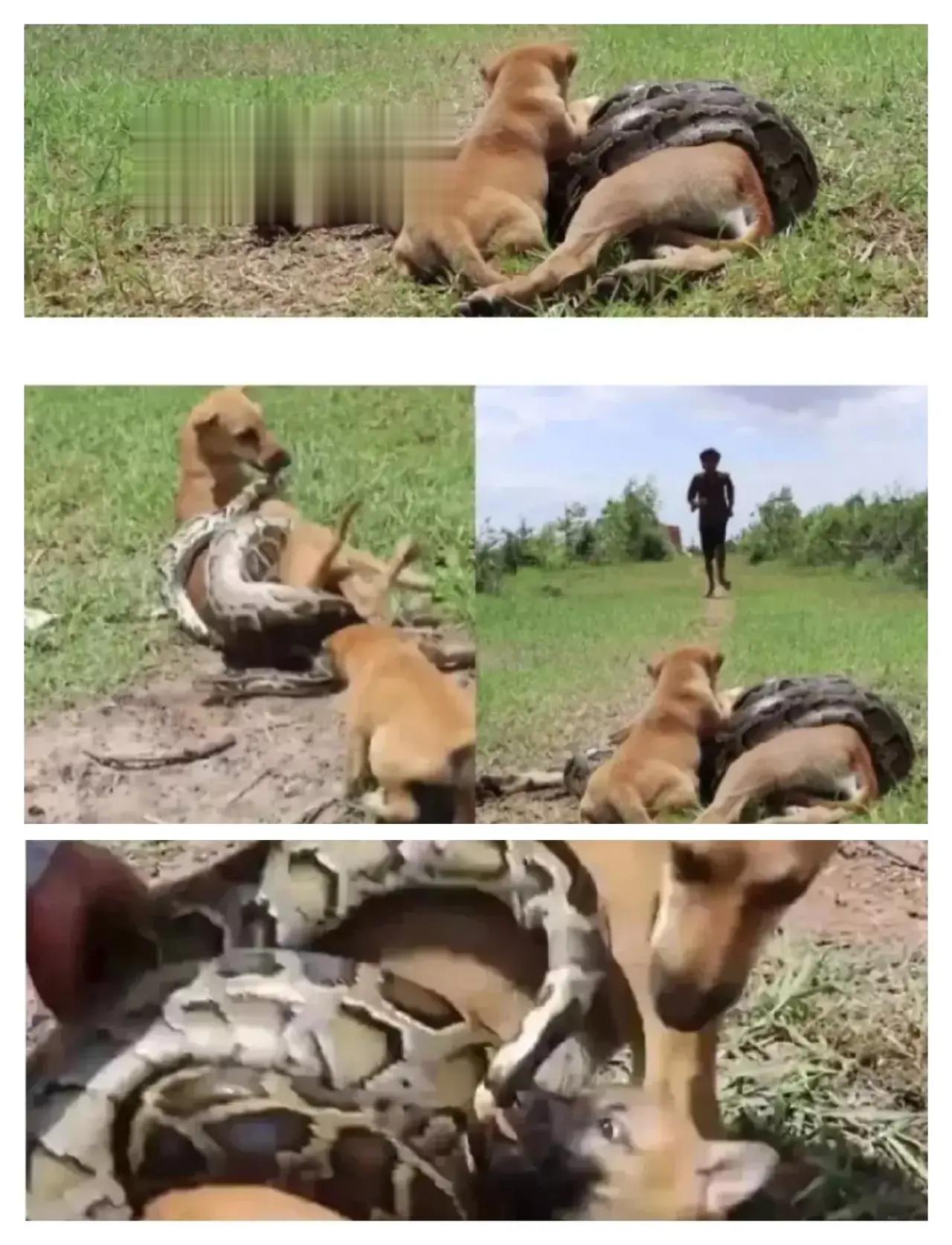 狗妈妈被蟒蛇缠住，快要窒息了，可小狗并没有逃跑，而是奋力撕咬蟒蛇，企图能让它松开