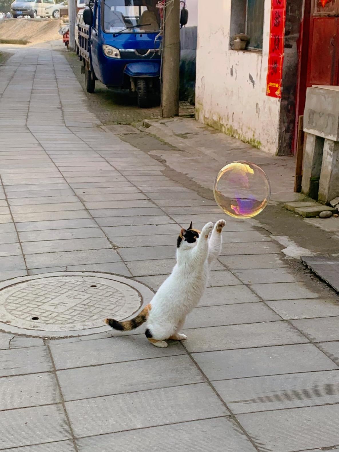 生活是可爱的动图🦦
猫咪戏耍
可
以看一天
不停地记录，不停地提醒自己：   