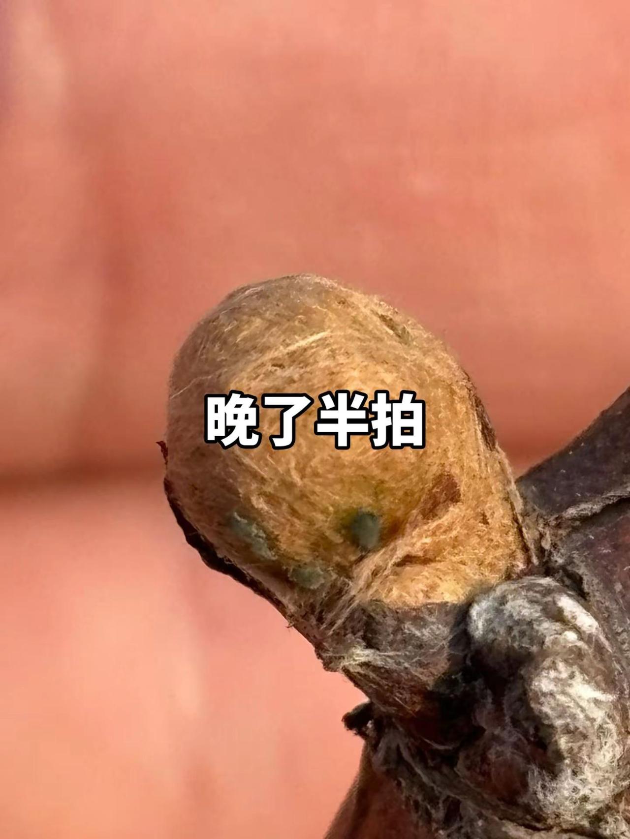 晚了半拍。这种芽发出来后，下部的叶片和枝条可能会扭曲，别直接让病毒啊背锅，蚜虫才