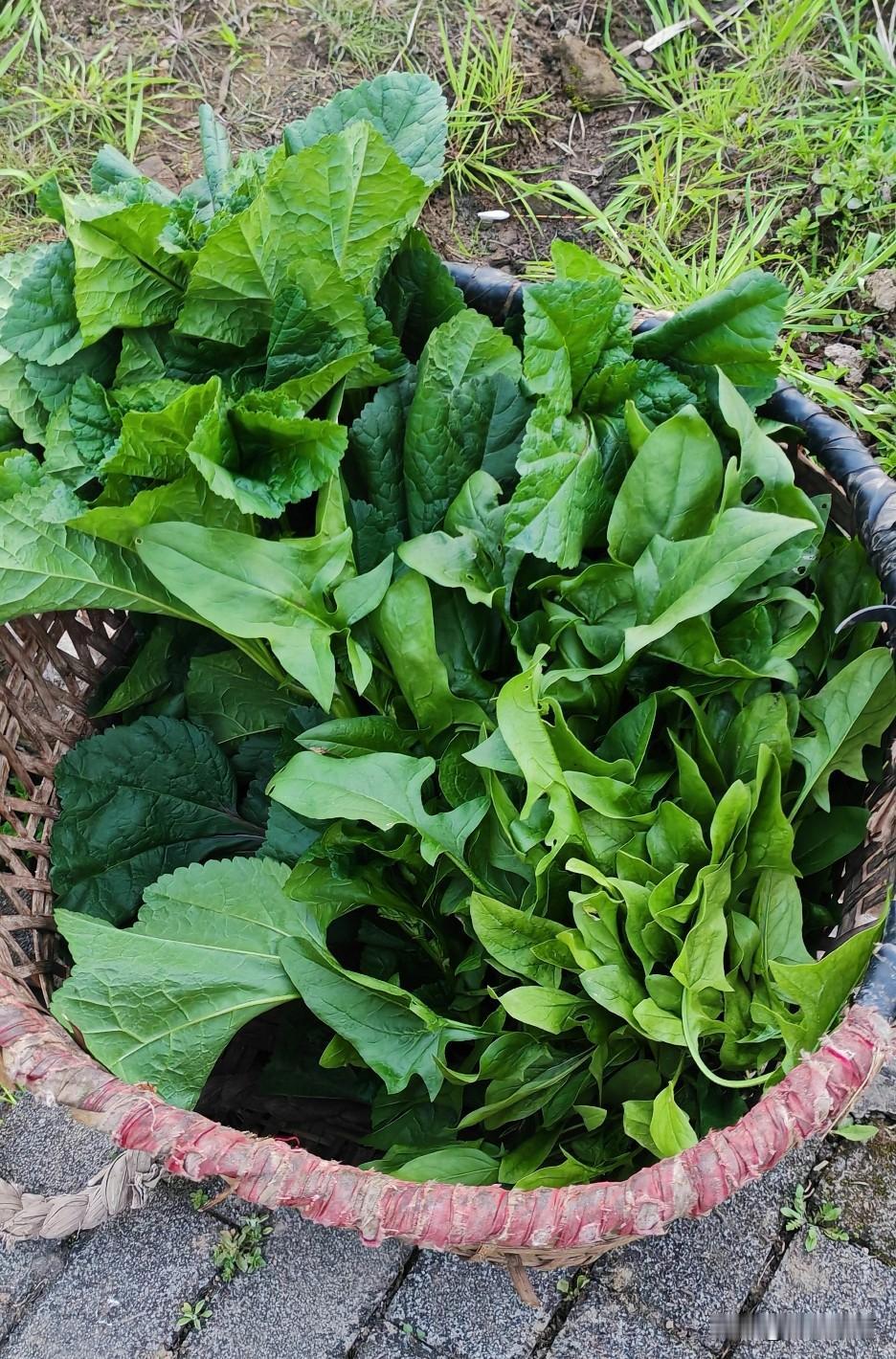 春节走亲戚是我们这里的传统，平时大家都很忙，没有时间互相走动，只有春节才有这个号