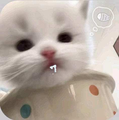 双人情头 宠物头像 萌系 