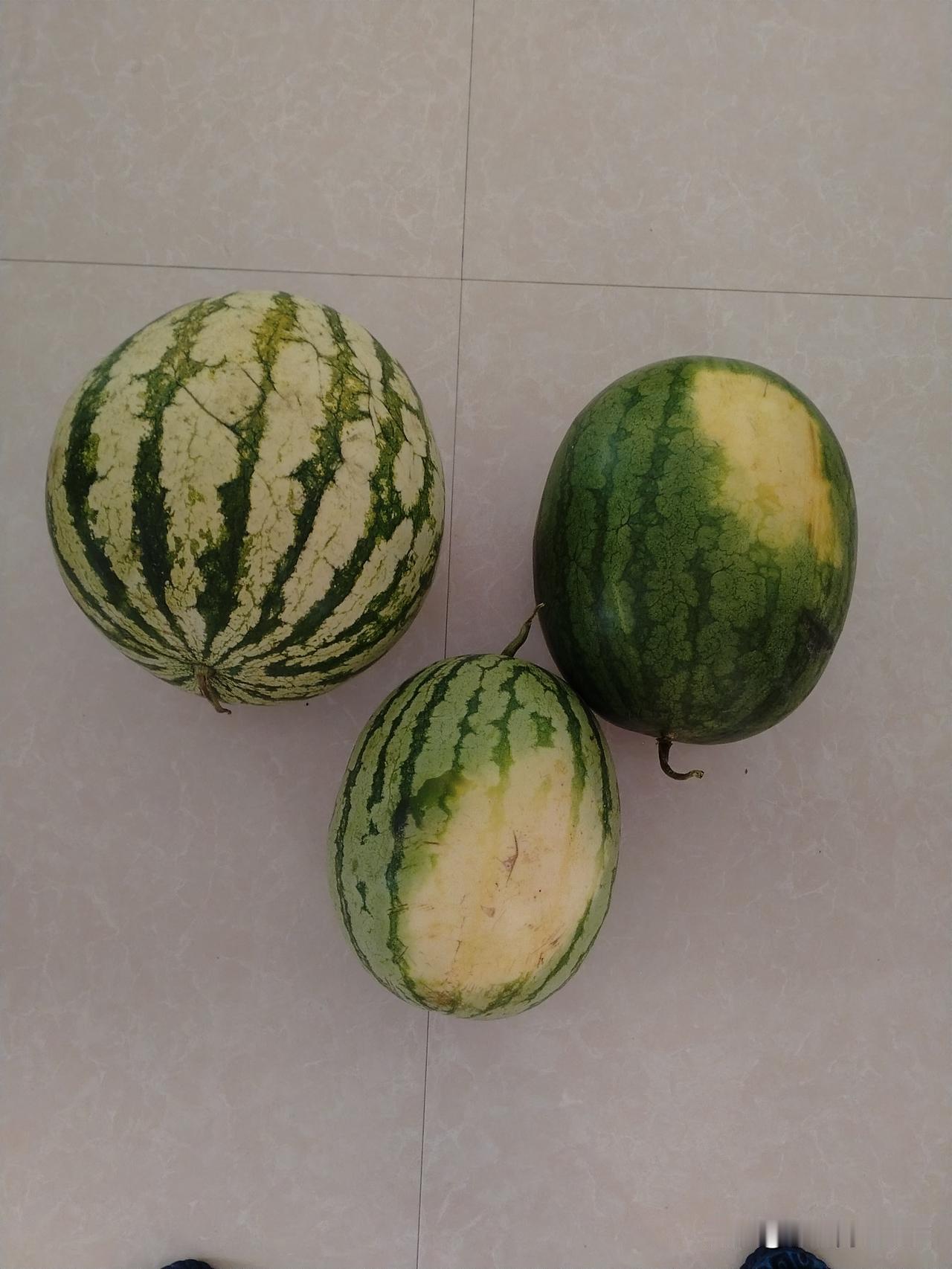 巴盟的西瓜和华莱士瓜上市咯。早市上，西瓜价格在0.8 - 1元，华莱士瓜售价为1