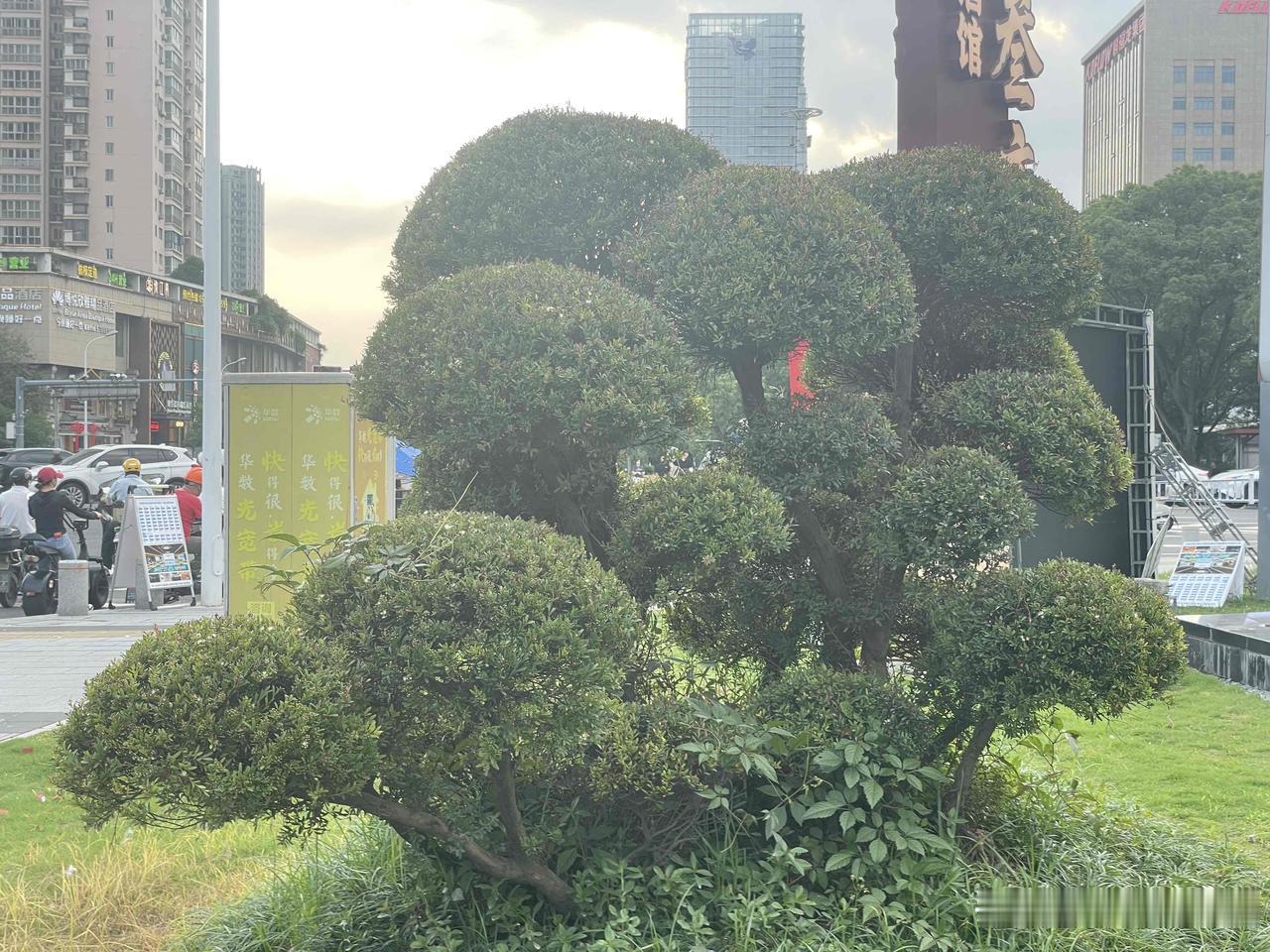 这棵树长的太有造型[赞]