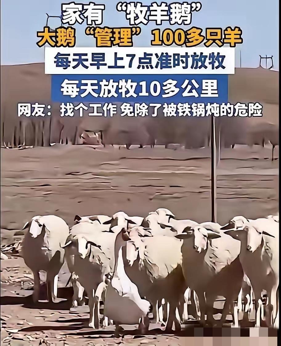 内蒙古一男子，因家中2只大鹅总打架，便把其中一只放在羊圈喂养，谁知，这大鹅竟然帮