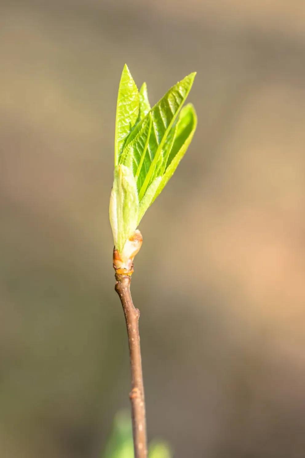 △△树叶吟△△
🍃🌸🍂🍒🌾🎋
应春召唤生树梢，
入夏茂密护木高。
陪