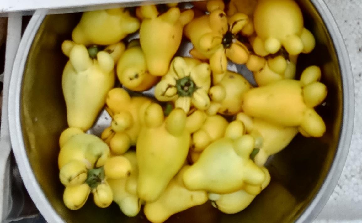 巴马特产心脏果

赶集的时候在巴马发现了一款叫水果，却又不可以直接食用的果子一他