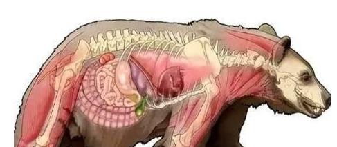1985年，毒贩桑顿的飞机出事了，1500万美元的可卡因掉进了森林，然后，一只黑