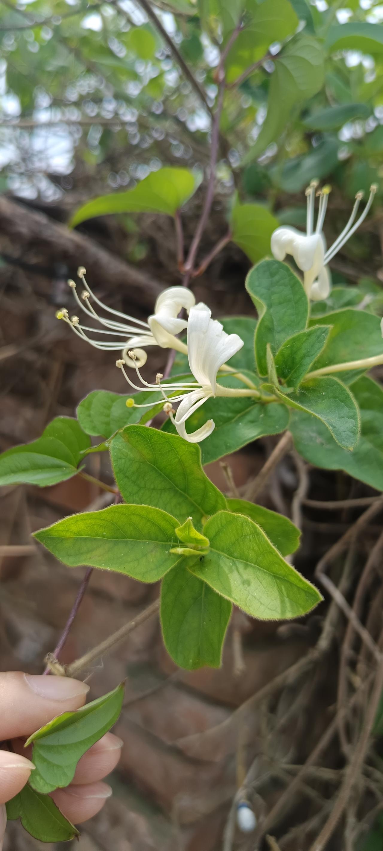 菜地里的金银花