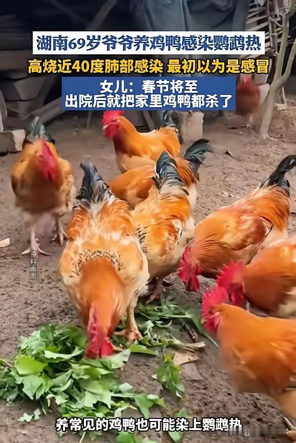 “悲剧还是发生了！”近日，湖南，一老人为了打发时间，在自家小院养了二十几只鸡鸭，
