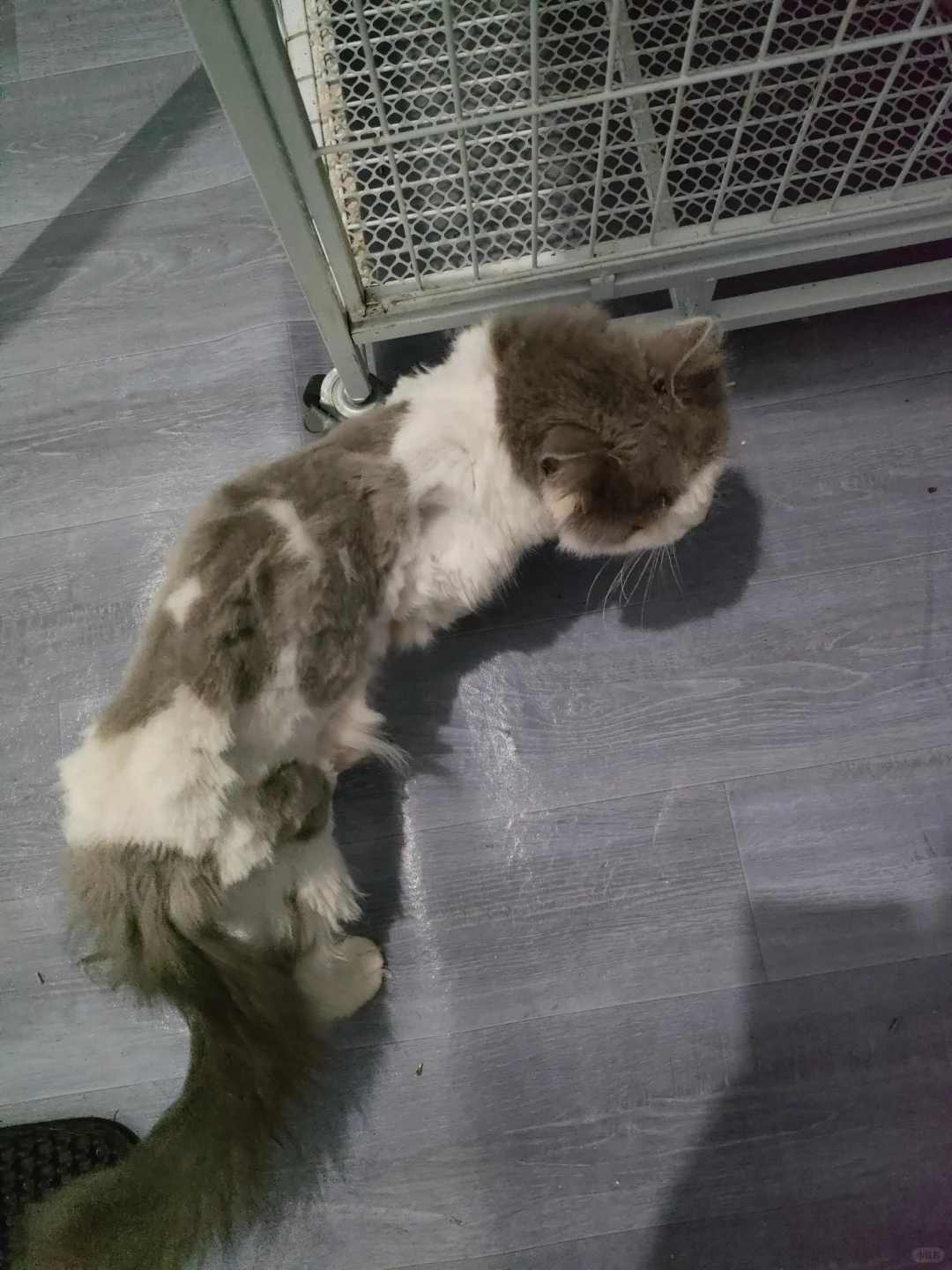 纸皮猫