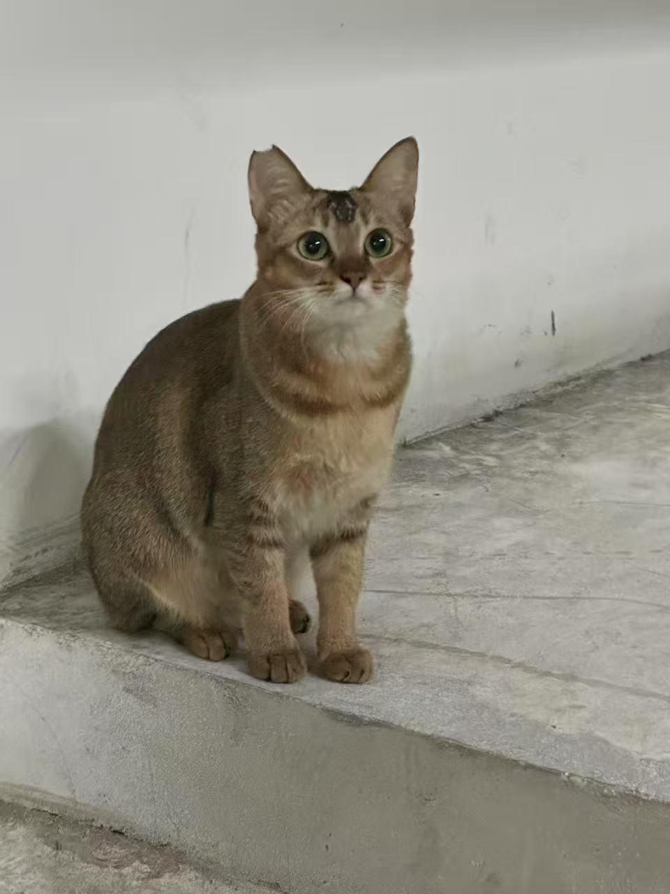 珠海，救助的流浪猫寻找爱心领养
中华田园猫（金虎斑/狸花)，融融，母，约 2 岁