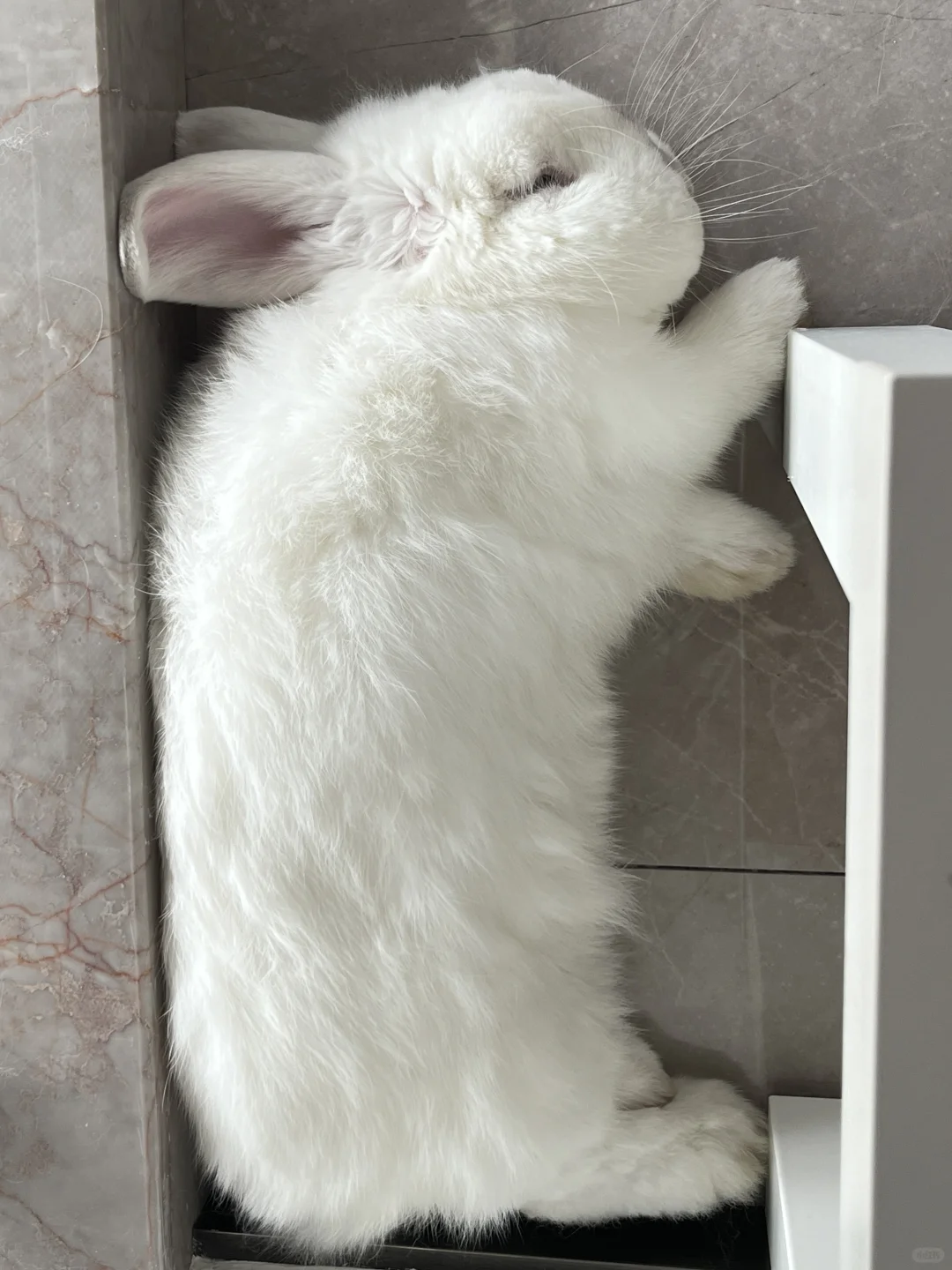 睡姿大赏😪
