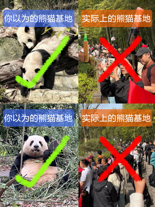 听劝！五一来熊猫基地真的要做好攻略😭