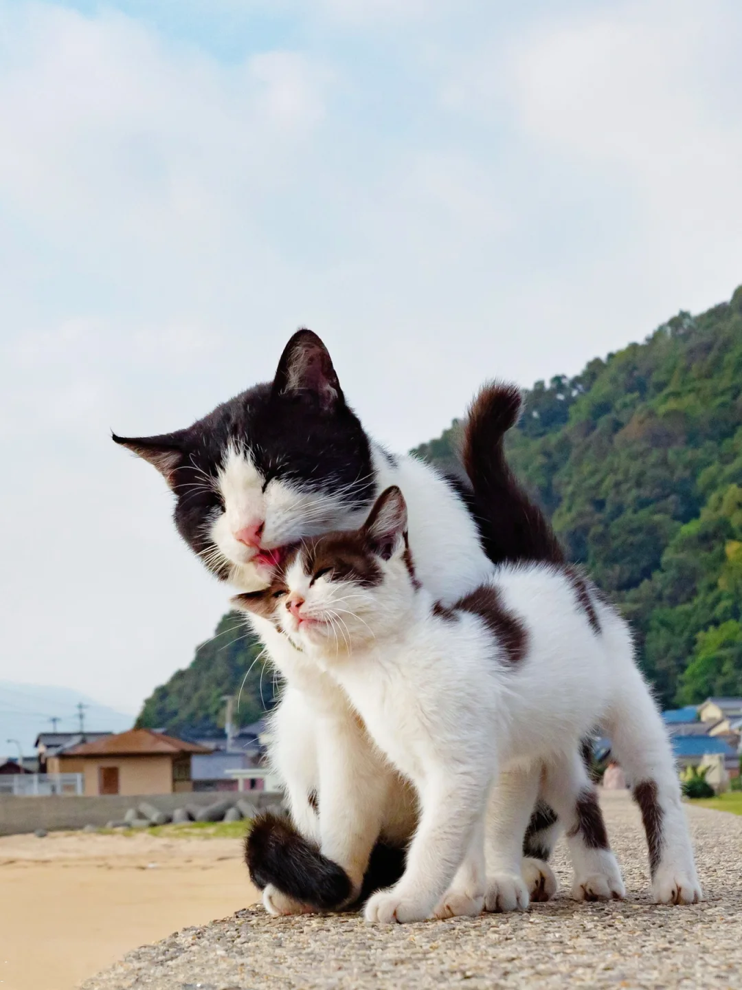 有妈在你就不是流浪猫