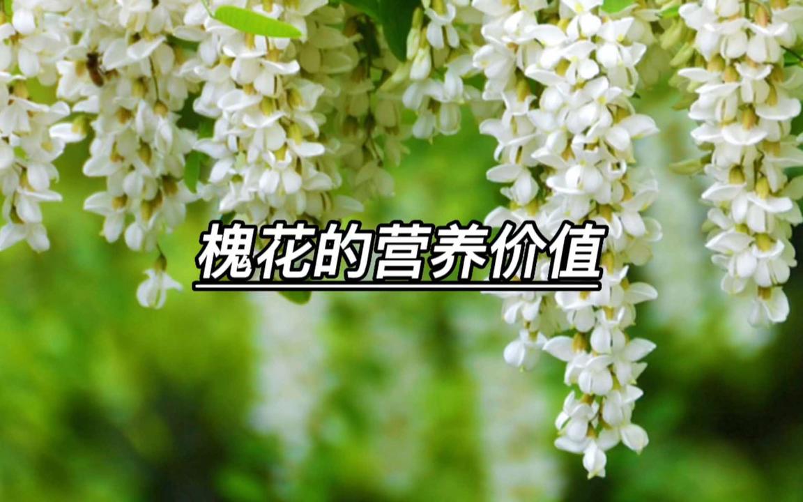 【科普】槐花的营养价值，了解一下#你的家乡有这种植物吗