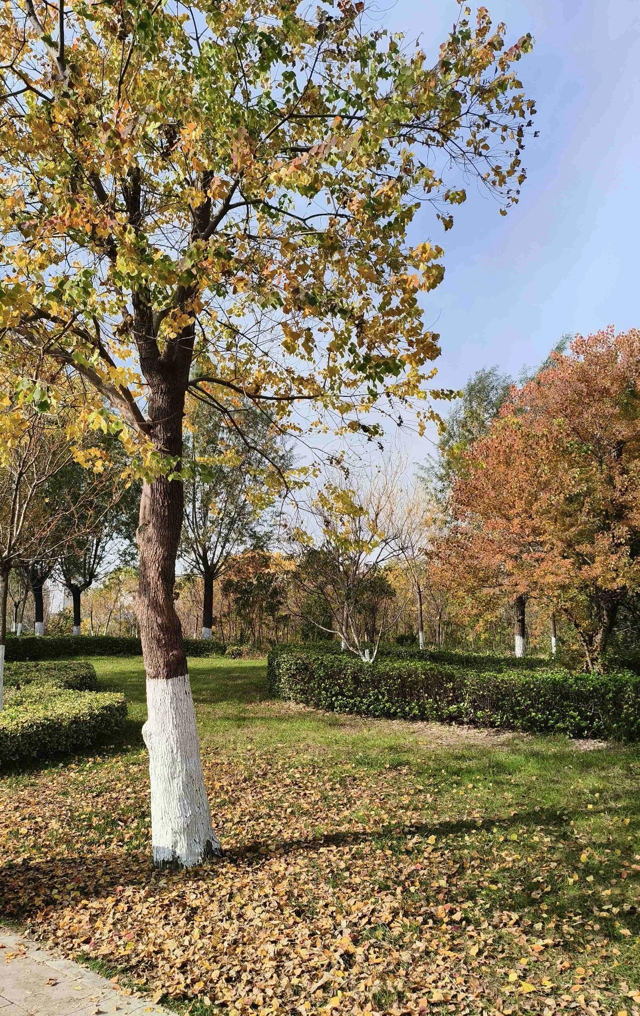 我的今日状态：🐯虎虎生威
我这里的天气：☀️晴天
