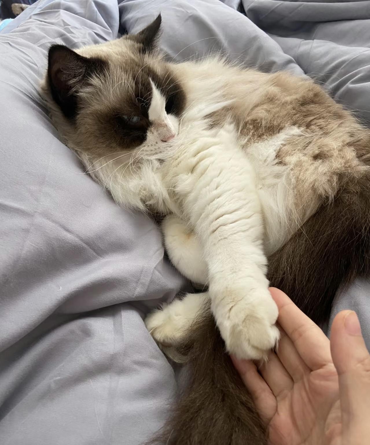 我整理了小猫的相册，才发现她在夏天褪色这么严重，好像染发过期了哈哈哈，又好像是颜