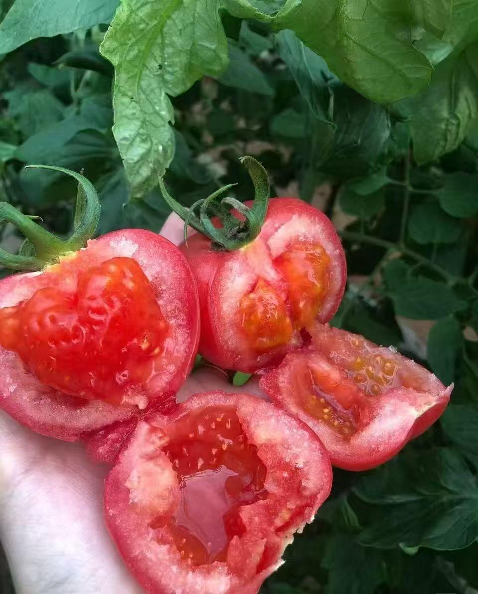 夏日美味，普罗旺斯西红柿美食打卡攻略！
普罗旺斯西红柿惊艳到，红彤彤的果子自带自