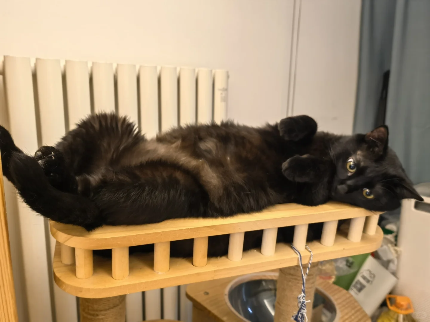 我的大黑猫，你咋这么胖了