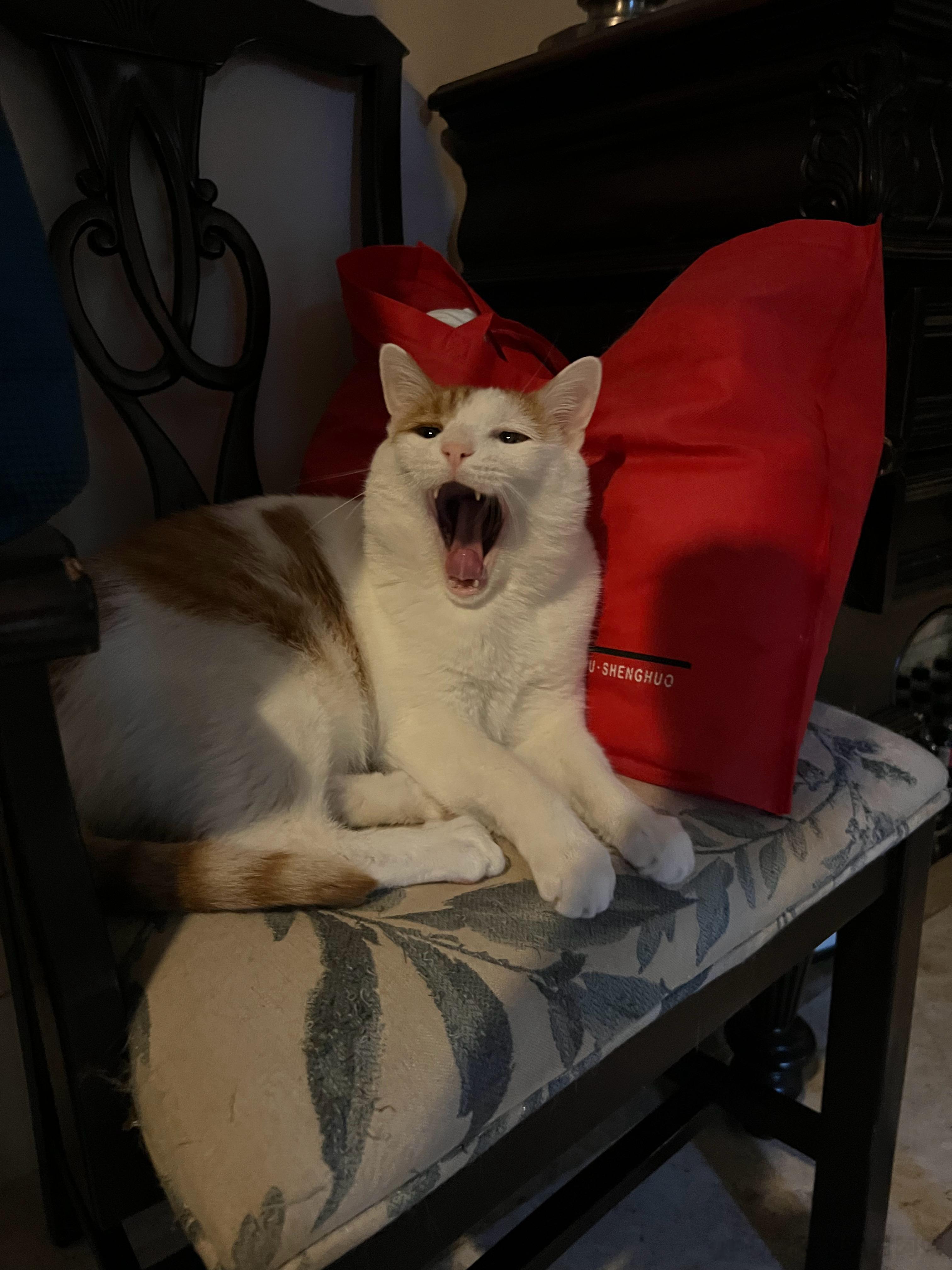 猴子说他近期都不能干活了，他要保腮。 ​​​