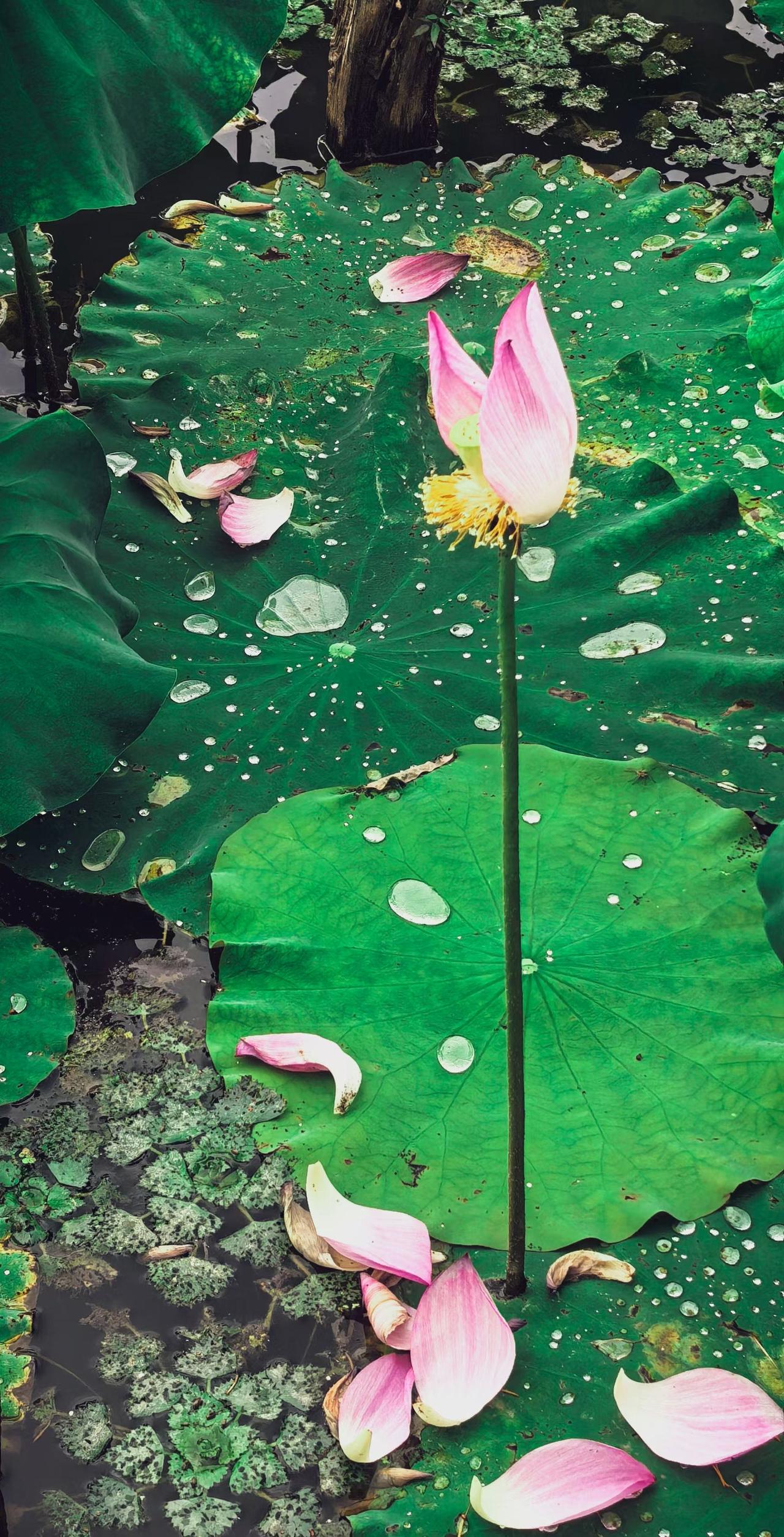 （原创）
荷花落瓣，独为藕莲……