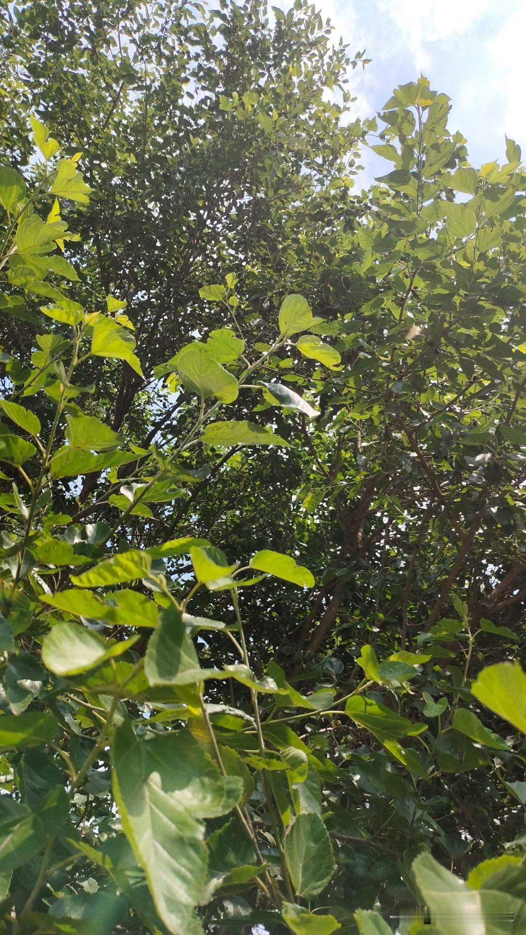 我家院子里有几棵几十米高的大桑树，结得桑葚够不着吃不到，每年都熟透自己掉下来，成