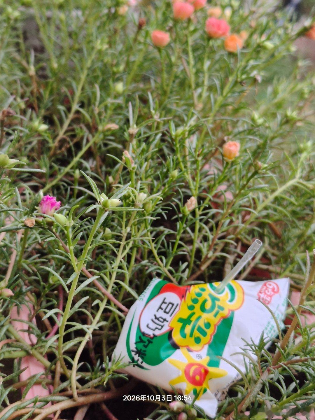 多希望楼下楼下，左邻右舍都是有素质的邻居。我楼上那家总往窗外丢垃圾，服了。社区工