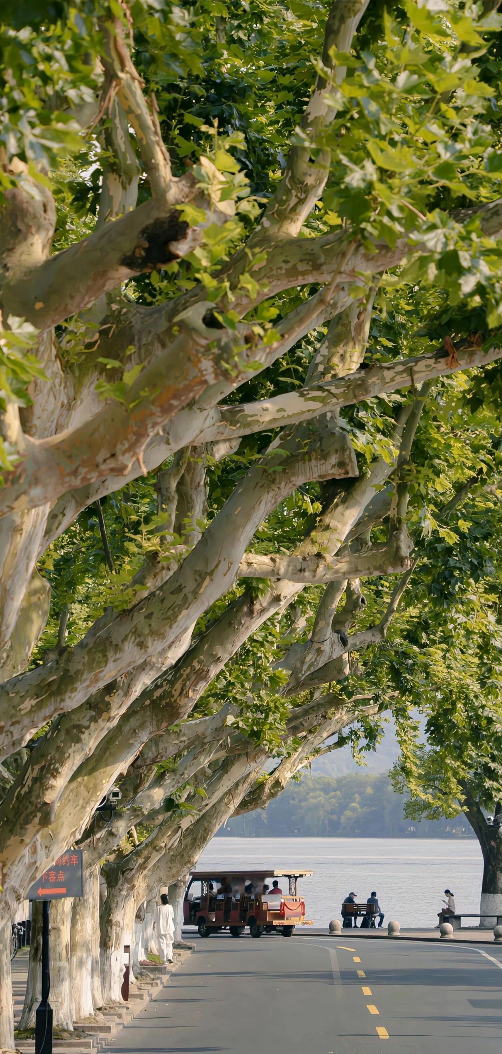 春天专属手机壁纸来咯🍃 