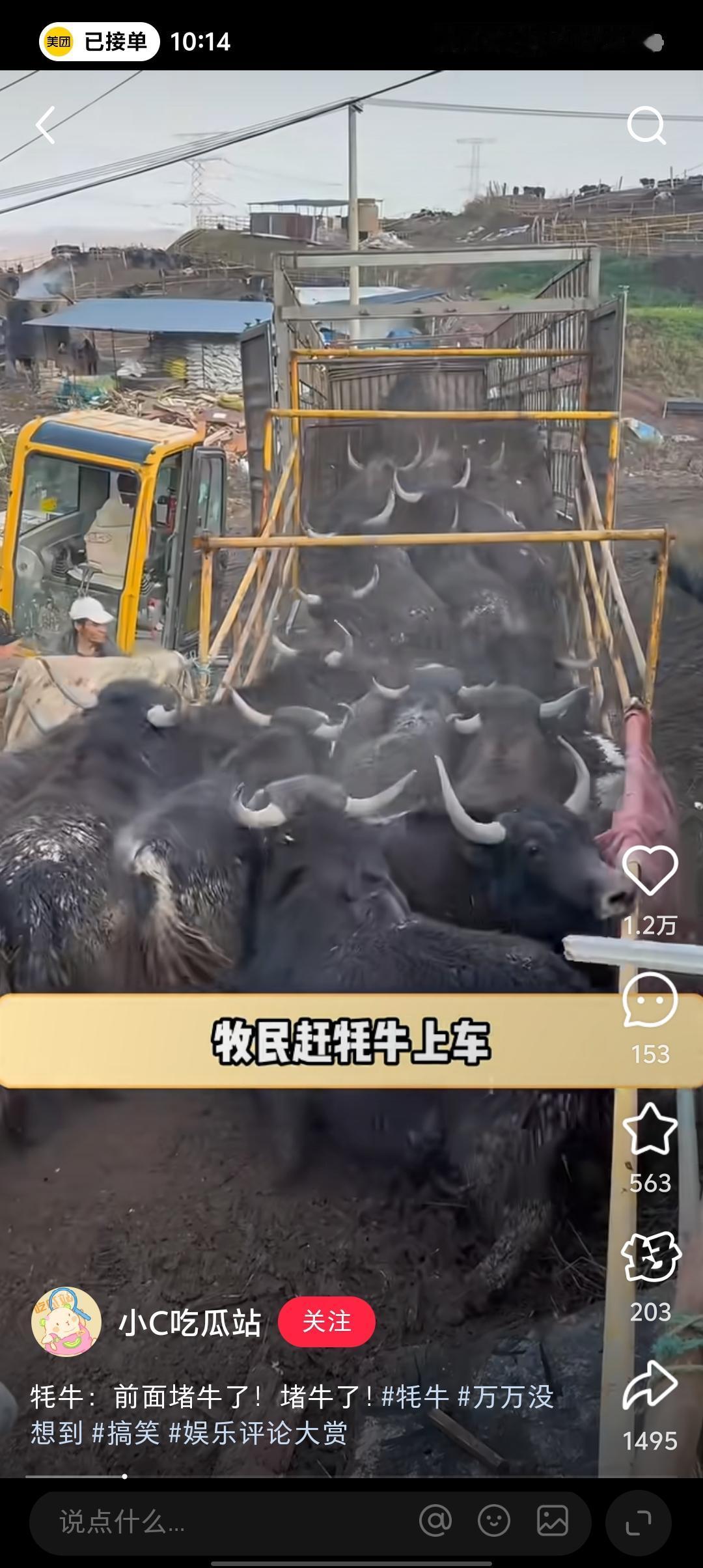 牧民赶牛上车，因为车身很窄，牦牛又多，一度造成绪塞，最惨的是垫底的这头牛被攮了好