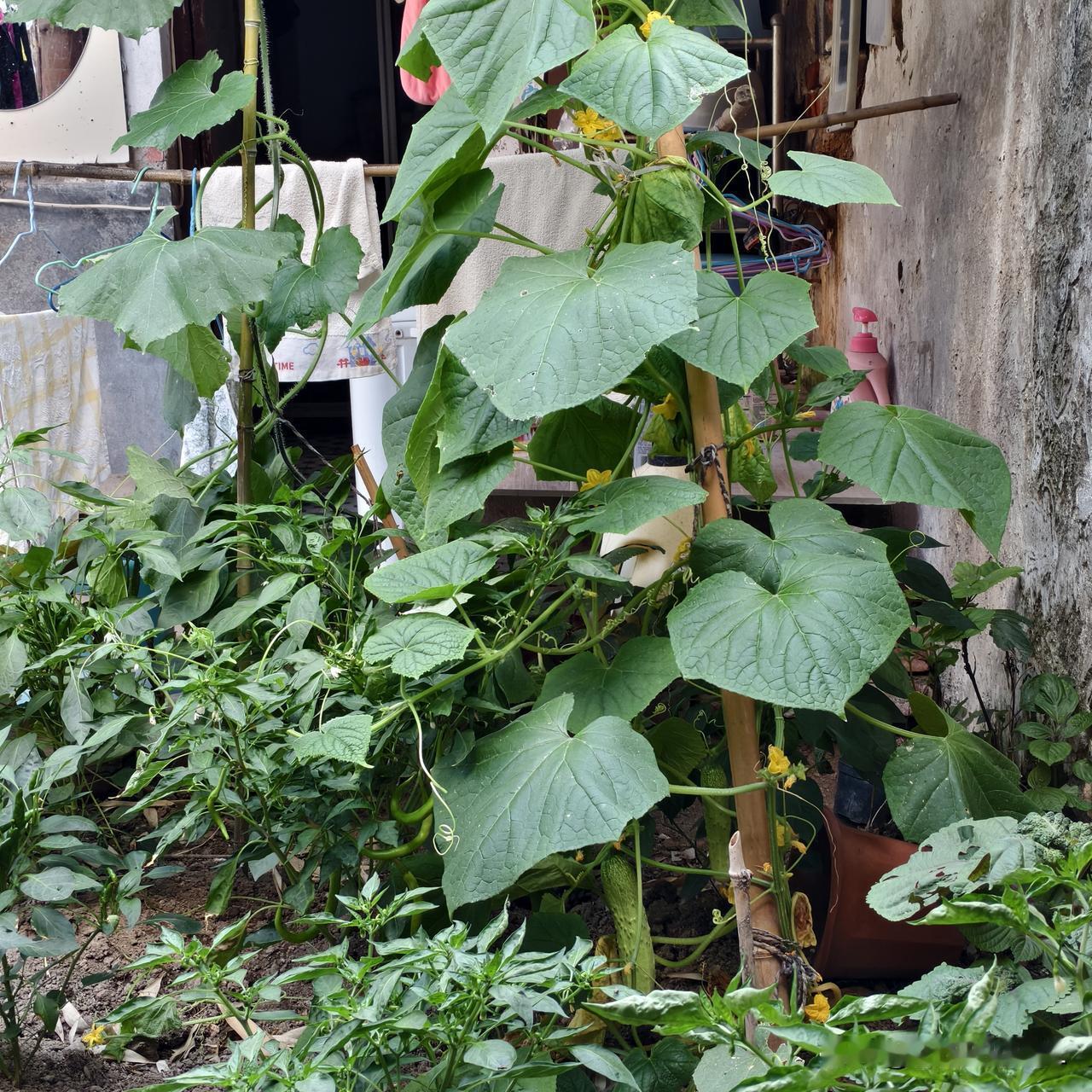 小院里的绿色生机，藤蔓植物与蔬菜共生