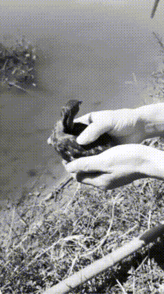 不懂就问，这跑起来飞快的到底是什么鸟啊，谁能给咱说说！