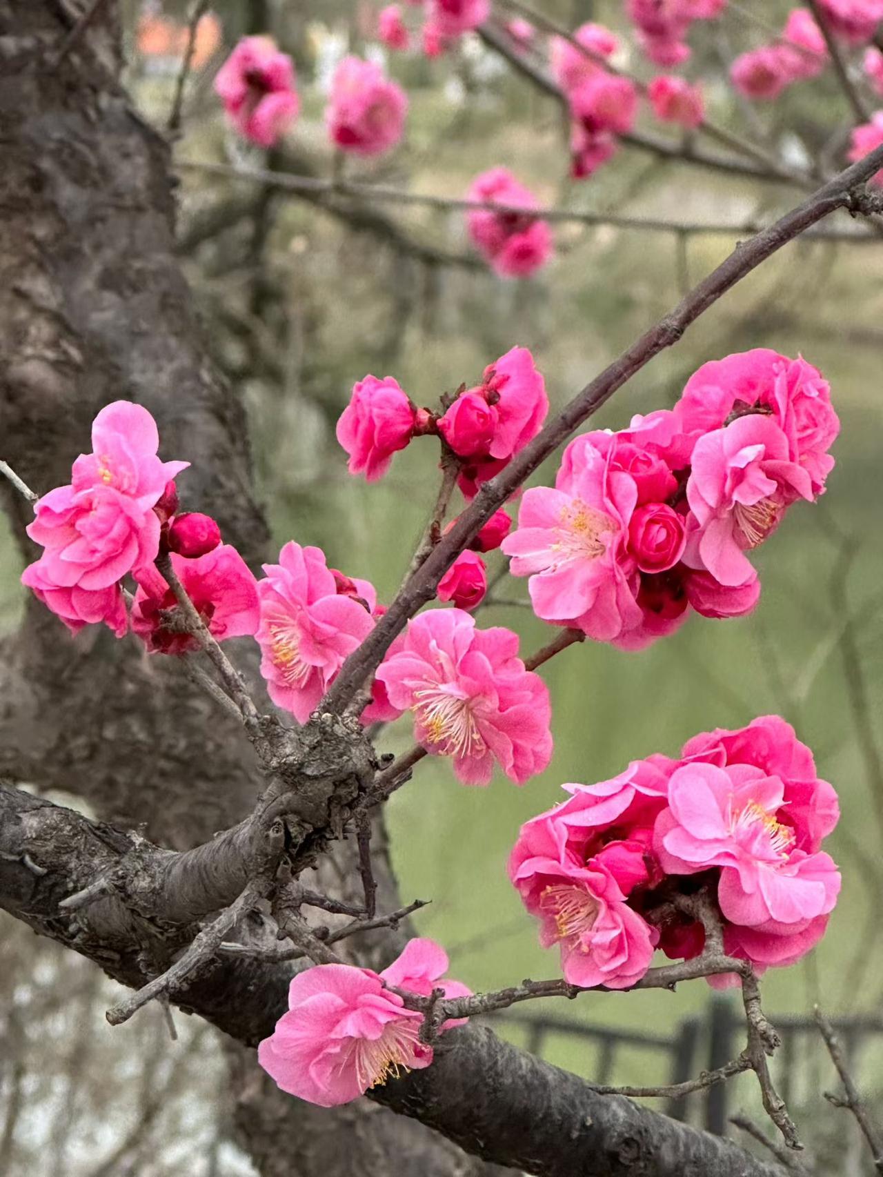 集卡领红包尽管天气预报今天有雨，但早上起来还有太阳，我还嘲笑天气预报失算了。没想