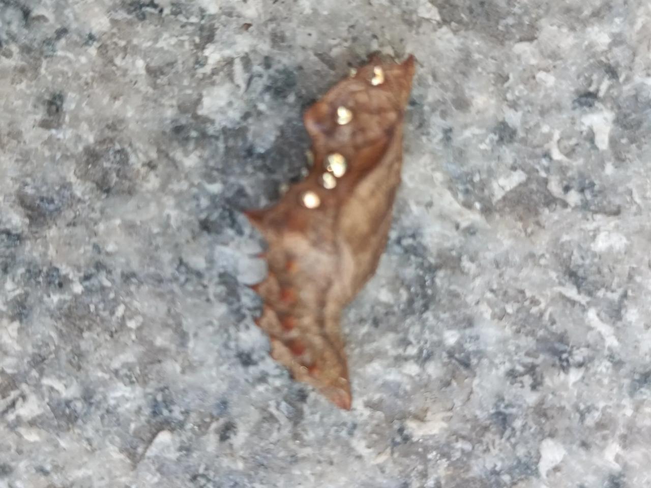 大家快来看一看，我发现了个怪物#今天来吓吓你们# 这是我在上班地方一个角落里，看