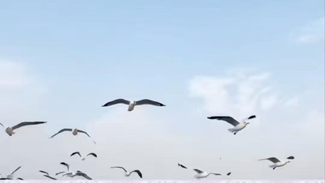 咏精灵
振翅翱翔碧海间，
翩然上下勇争先。
何惧风雨凌空舞，
敢向涛头作戏天。