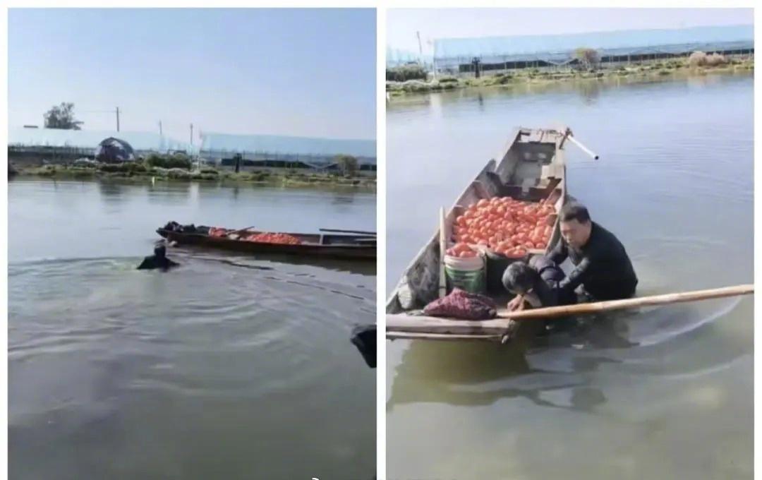 【温州基层干部寒冬跃河勇救落水老人】近日，龙港一名老人驾载满橘子的小船在陈华垟河